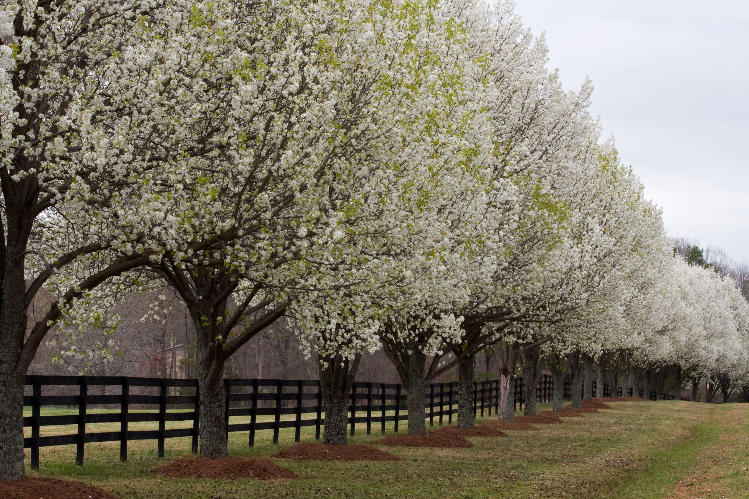 Bradford pears blooming along a fence